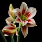 49 - Pearl Bloom Olfazeta smaržas  70ml - Image 2